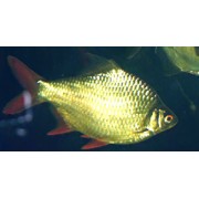 Барбус Лещевидный