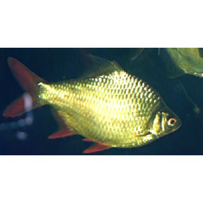 Барбус Лещевидный Барбус Лещевидный