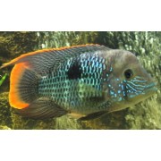 Акара Бирюзовая Mъ