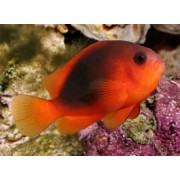 Amphiprion ephippium (Клоун огненный)