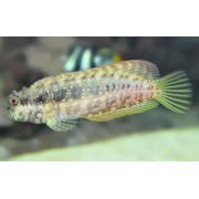 Собачка-Водорослеед (Salarias Fasciatus)