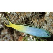 Meiacanthus smithi (Лирохвостая собачка Смита)