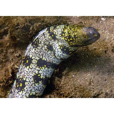 Echidna nebulosa (Мурена-ехидна Снежная) Echidna nebulosa (Мурена-ехидна Снежная)