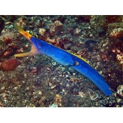 Риномурена Rhinomuraena quaesita