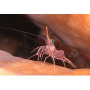 Rhynchocinetes durbanensis