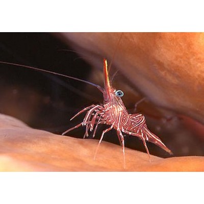 Rhynchocinetes durbanensis Rhynchocinetes durbanensis