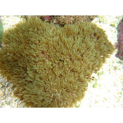 Pachyclavularia - Клавулярия Коричневая Pachyclavularia - Клавулярия Коричневая