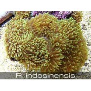 Родаксис зеленый металлик 