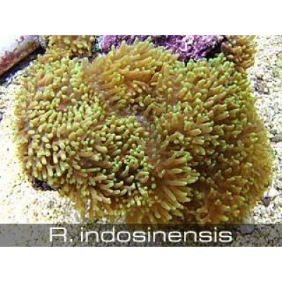 Родаксис зеленый металлик Родаксис зеленый металлик