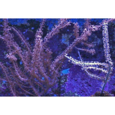 Gorgonaria sp. XL (Горгонария) Gorgonaria sp. XL (Горгонария)