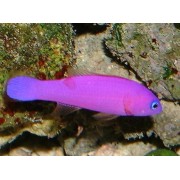 Pseudochromis porphyreus (Ложнохромис Фиолетовый)