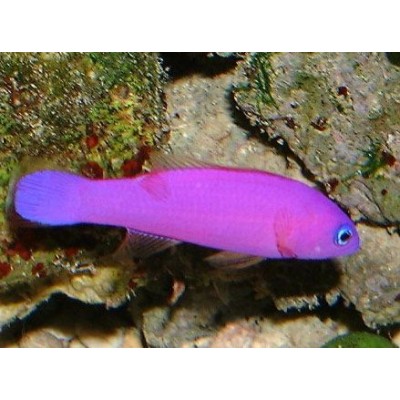Pseudochromis porphyreus (Ложнохромис Фиолетовый) Pseudochromis porphyreus (Ложнохромис Фиолетовый)