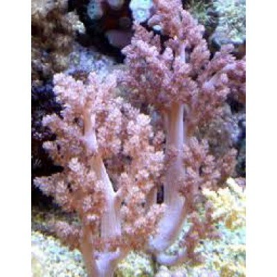 Nephthea Нефтея розовая Nephthea Нефтея розовая