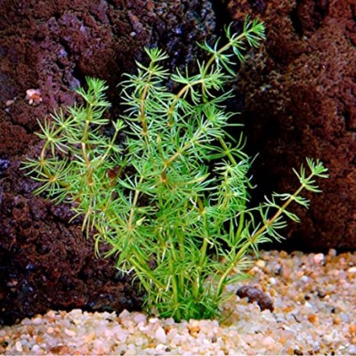 Бакопа Мириофилоидес (Bacopa myriophylloides) Бакопа Мириофилоидес (Bacopa myriophylloides)