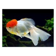 Оранда красная шапочка (Tancho Oranda)