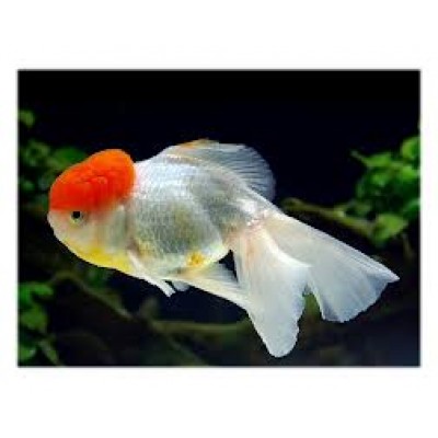 Оранда красная шапочка (Tancho Oranda) Оранда красная шапочка (Tancho Oranda)