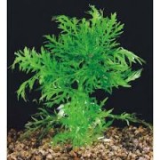 Гигрофила разнородная