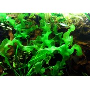 Апоногетон плавающий (Aponogeton natans)