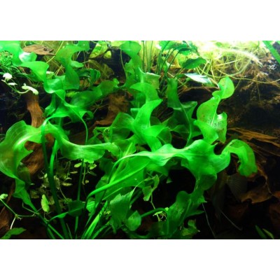 Апоногетон плавающий (Aponogeton natans) Апоногетон плавающий (Aponogeton natans)