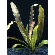 Апоногетон жестколистный (Aponogeton rigidifolius)