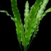 Апоногетон волнистый или живородящий (Aponogeton stachysporus, undulatus) 