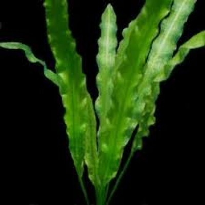 Апоногетон волнистый или живородящий (Aponogeton stachysporus, undulatus) Апоногетон волнистый или живородящий (Aponogeton stachysporus, undulatus)