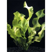 Апоногетон ульвовидный (Aponogeton ulvaceus)