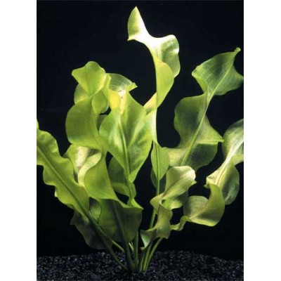 Апоногетон ульвовидный (Aponogeton ulvaceus) Апоногетон ульвовидный (Aponogeton ulvaceus)