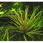 Бликса Обера (Blyxa aubertii)