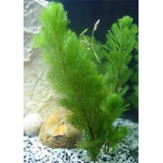 Кабомба каролинская (Cabomba caroliniana)