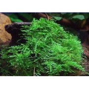 Мох рождественский