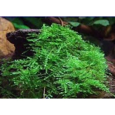 Мох рождественский Мох рождественский