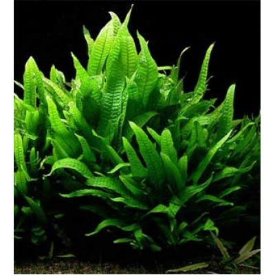 Папоротник таиландский Папоротник таиландский