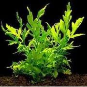 Папоротник таиландский