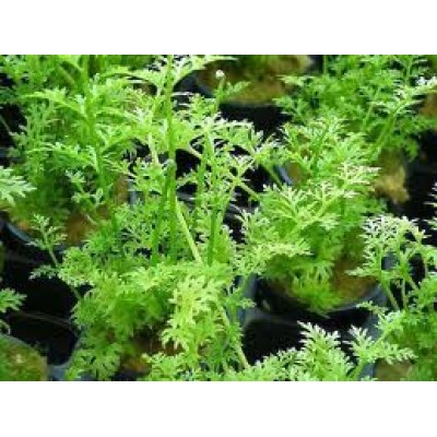 Папоротник роговидный Папоротник роговидный