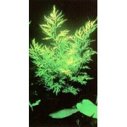 Папоротник рассеченный