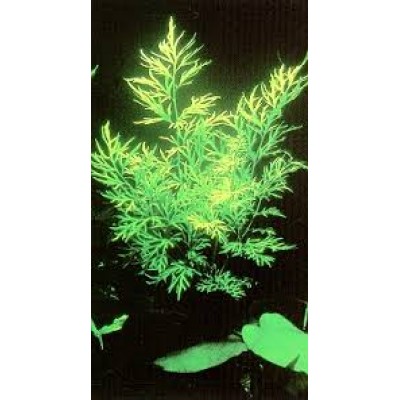 Папоротник рассеченный Папоротник рассеченный