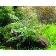 Коряга с Папоротником и Мхом