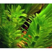 Элодея водная чума