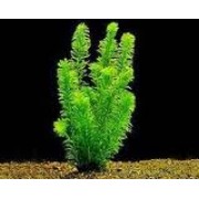 Элодея густая