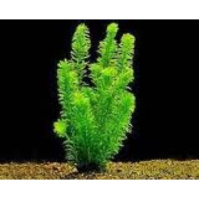 Элодея густая Элодея густая