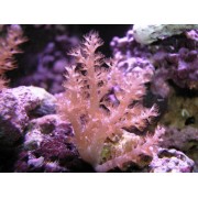 Capnella Капнелла