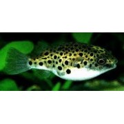 Зеленый пятнистый тетрадон Tetraodon nigroviridis 