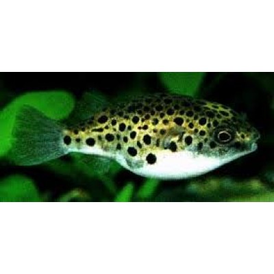 Зеленый пятнистый тетрадон Tetraodon nigroviridis Зеленый пятнистый тетрадон Tetraodon nigroviridis