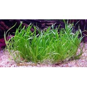 Лилеопсис бразильский (Lilaeopsis brasiliensis)