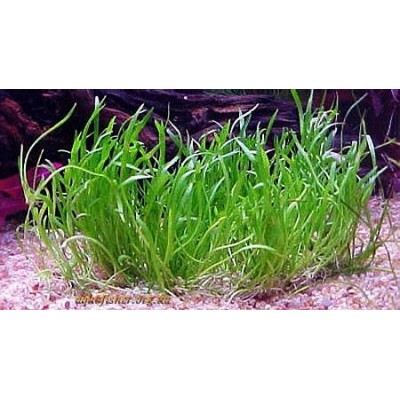 Лилеопсис бразильский (Lilaeopsis brasiliensis) Лилеопсис бразильский (Lilaeopsis brasiliensis)