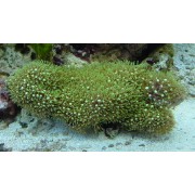 Pachyclavularia - Клавулярия Зеленая 