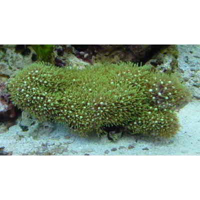 Pachyclavularia - Клавулярия Зеленая Pachyclavularia - Клавулярия Зеленая