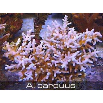 Acropora carduus Акропора Acropora carduus Акропора
