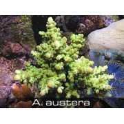 Acropora austera Акропора